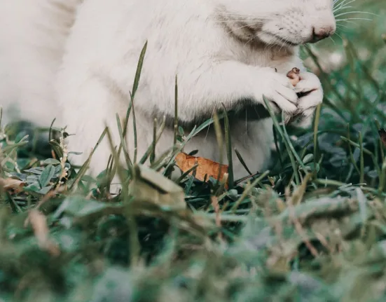 Para que serve a gratidão e como cultivála?