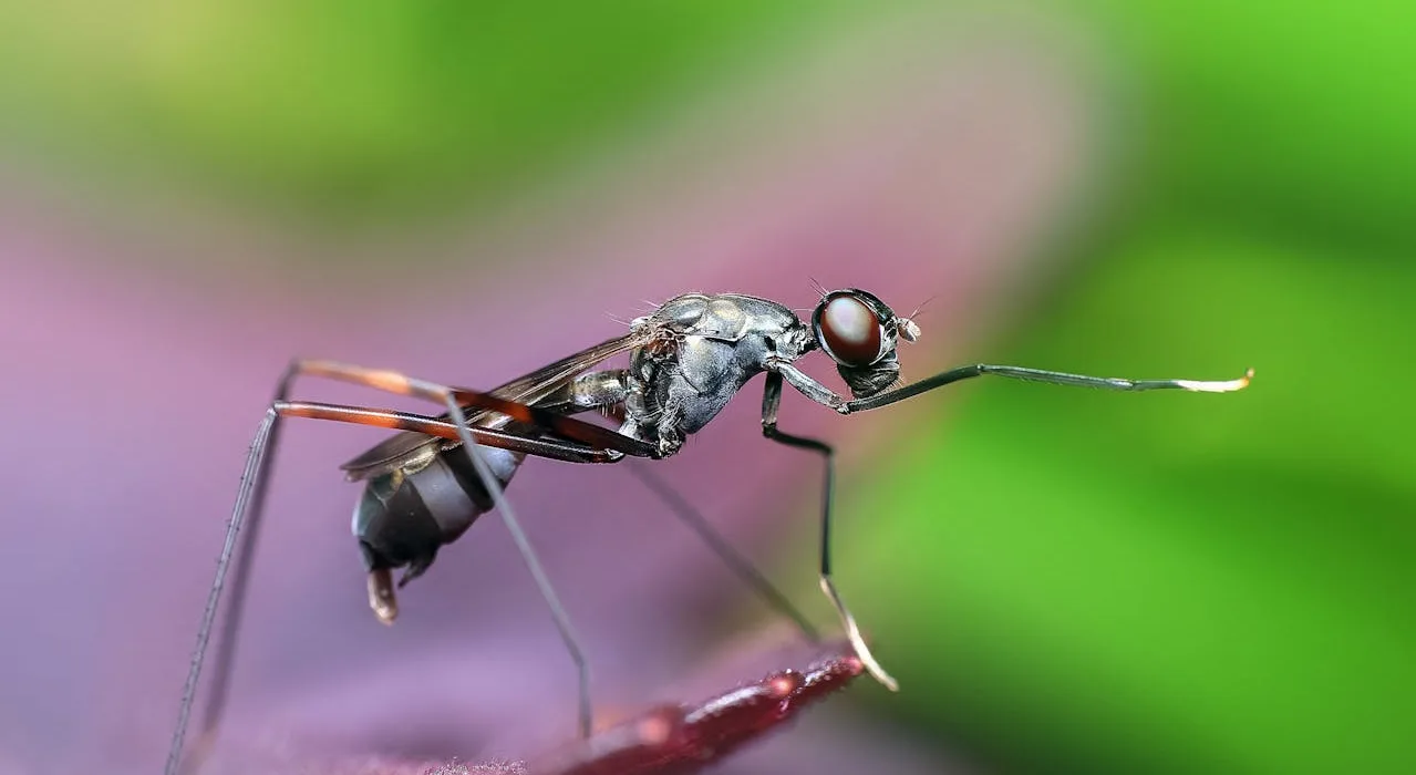 CID de suspeita de dengue