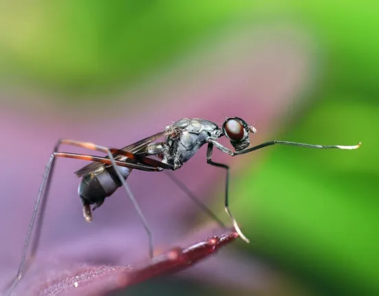 CID de suspeita de dengue